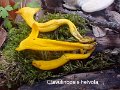 Clavulinopsis helvola-amf1945-1